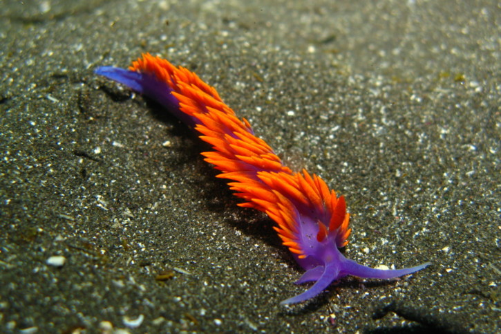 Flabellina iodinea