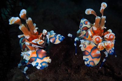 gambero arlecchino Palaemonidae