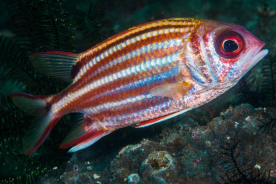 marignan rouget Holocentridae