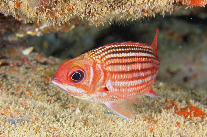 Sargocentron vexillarium