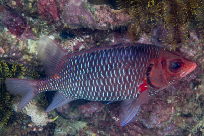 poisson-écureuil violet Holocentridae