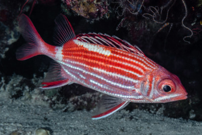 crown squirrelfish Holocentridae