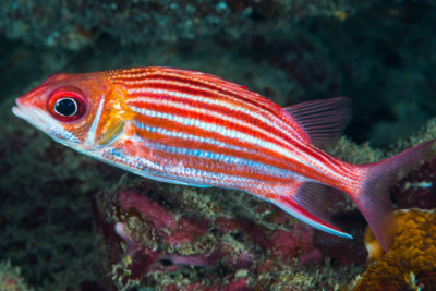 Sargocentron microstoma