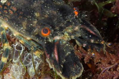 petite cigale de mer Scyllaridae