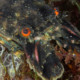 picture of Scyllarus arctus