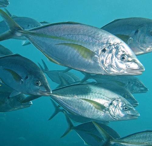 Océano Atlántico templado oriental - Lista de peces - Fishipedia