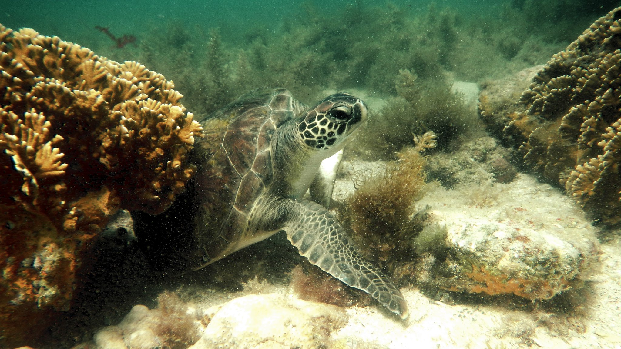 Tortue