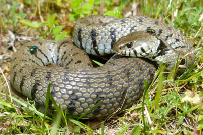 culebra de collar helvética