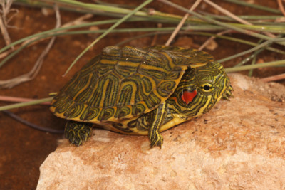 galápago de Florida