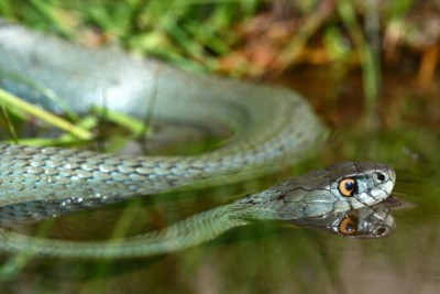 couleuvre à collier méditerranéenne Natricidae
