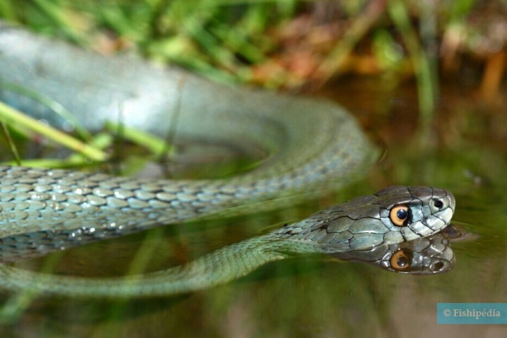 Natrix astreptophora