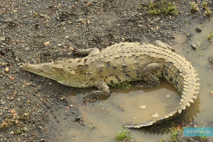 Crocodylus acutus