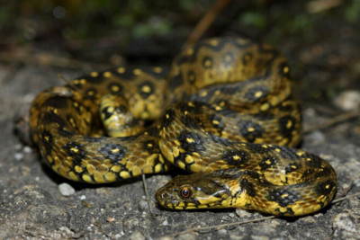 culebra viperina