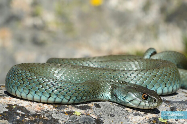 Natrix astreptophora - culebra de collar mediterránea