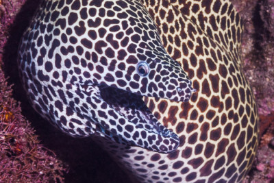 Gymnothorax favagineus
