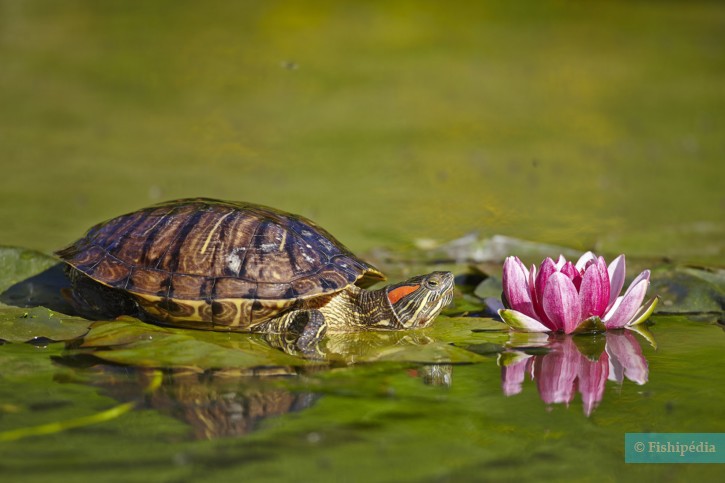 Trachemys scripta - galápago de Florida