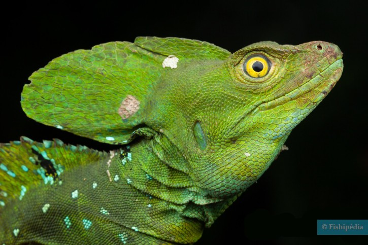 Basiliscus plumifrons - Lézard Jésus-Christ / Basilic vert