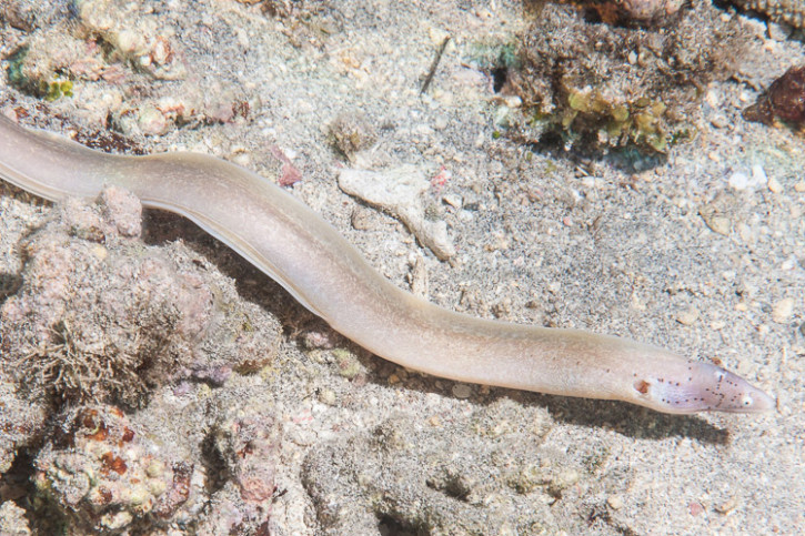 Gymnothorax griseus - morena gris