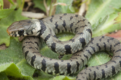 culebra de collar