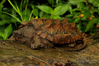 tortuga caimán