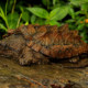 picture of Macrochelys temminckii