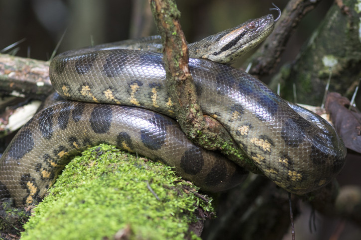 Eunectes murinus