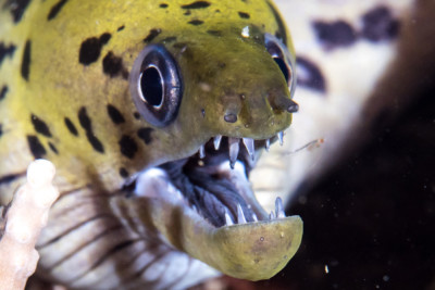 Gymnothorax fimbriatus