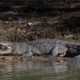 picture of Crocodylus porosus