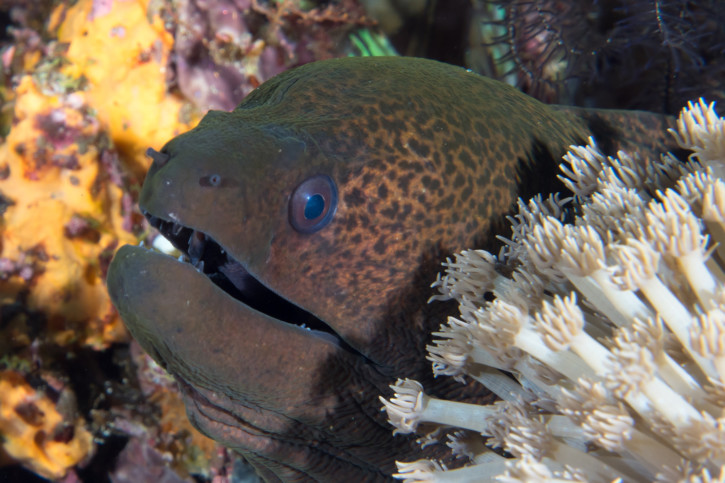 Gymnothorax javanicus - morena gigante