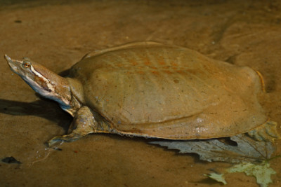 Apalone mutica