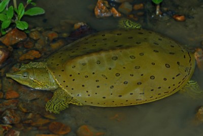 tortuga de caparazón blando espinosa