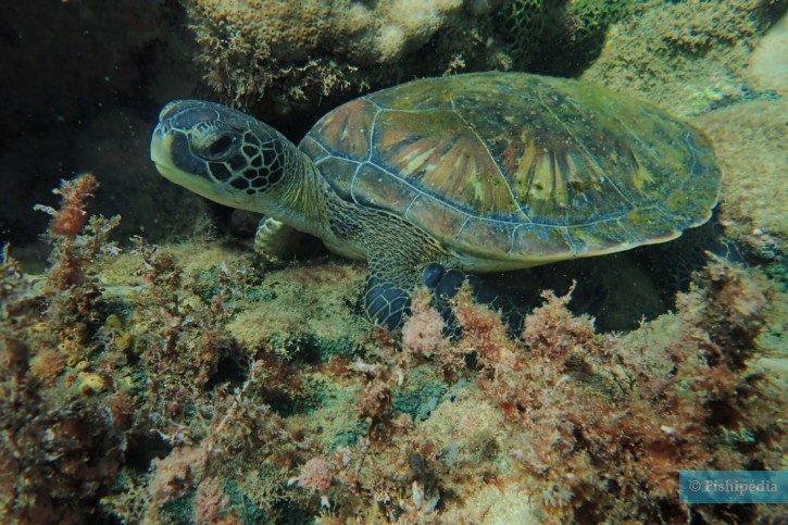 Chelonia mydas - tortuga verde