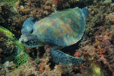 tortuga verde