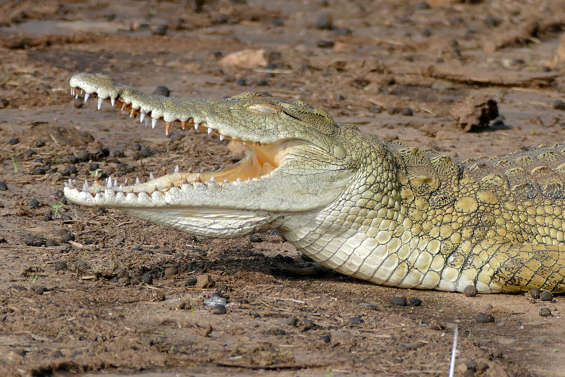 Cocodrilo del Nilo • Crocodylus niloticus • Reptil
