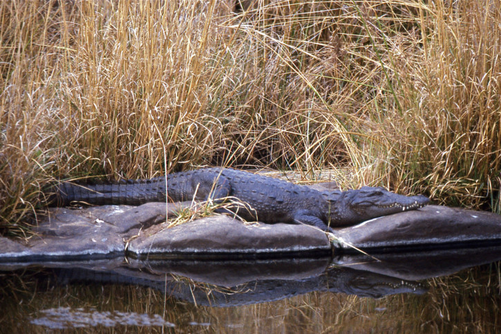 Crocodylus palustris - cocodrilo marismeño