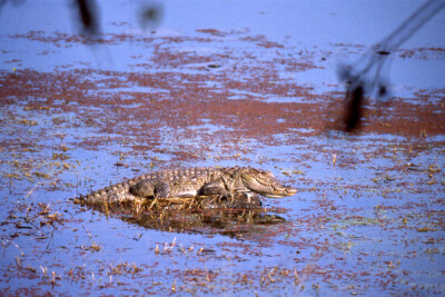cocodrilo marismeño Crocodylidae