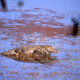 picture of Crocodylus palustris
