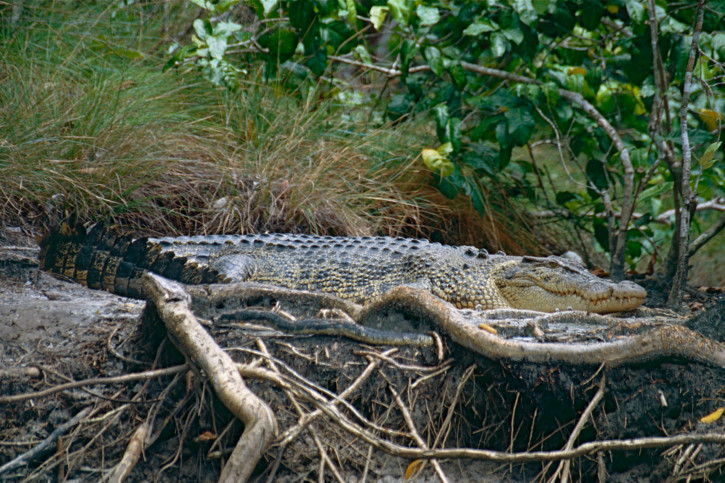 Crocodylus porosus - cocodrilo marino