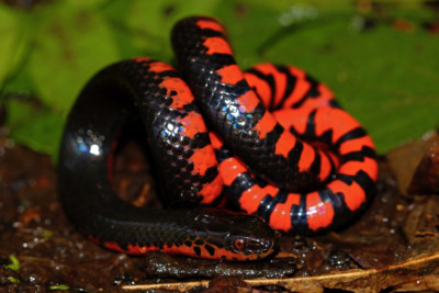 Farancia abacura Colubridae
