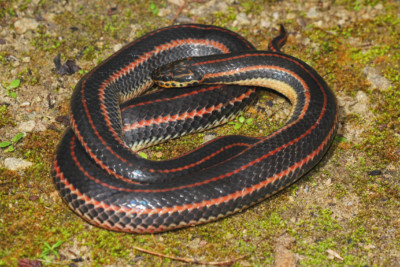 serpiente arcoíris