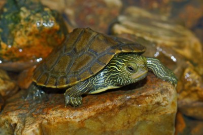 tortuga mapa del norte