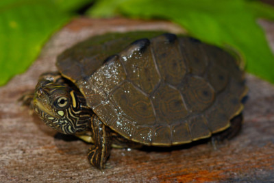 tortuga mapa de Ouachita