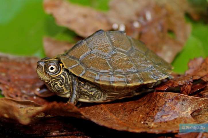 Graptemys pseudogeographica