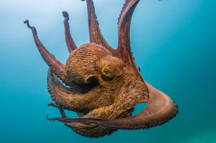 Kraken, quand le mythe laisse place à la réalité