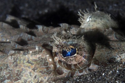 Cymbacephalus beauforti Platycephalidae