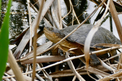 tortuga de escudo africana