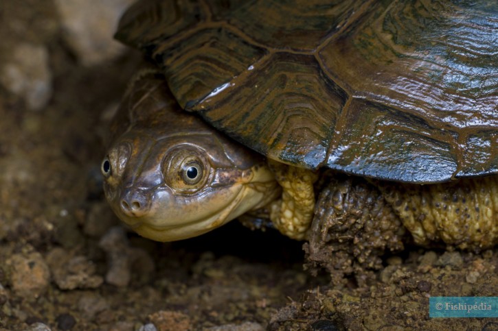 Pelomedusa subrufa - tortuga de escudo africana