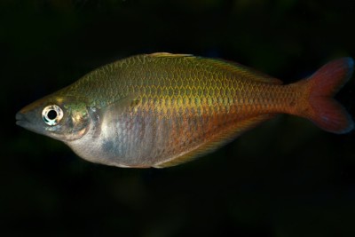 Poisson arc-en-ciel de Bleher Melanotaeniidae