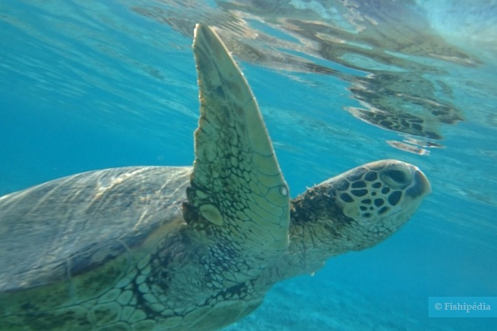 Chelonia mydas - tortuga verde