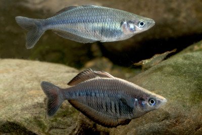 poisson arc-en-ciel rayé Melanotaeniidae
